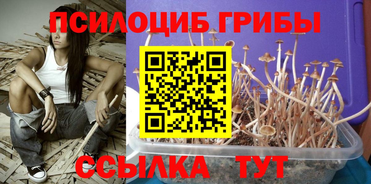 Галлюциногенные грибы Psilocybine cubensis Донской